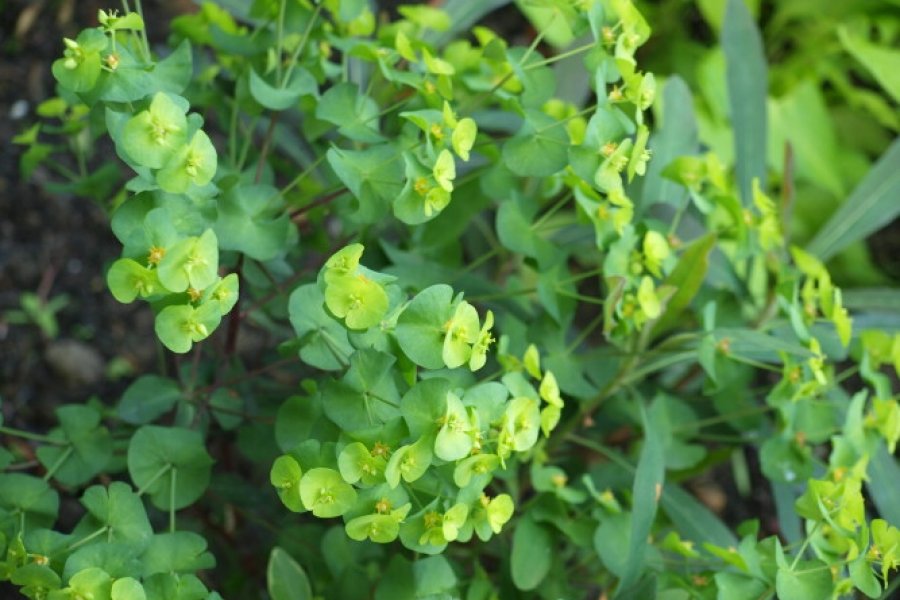 euphorbia characias ( wolfsmelk )