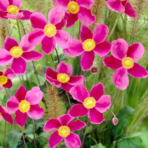 anemone x hybrida