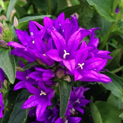 CAMPANULA GLOMERATA ( = KLUWENKLOKJE )