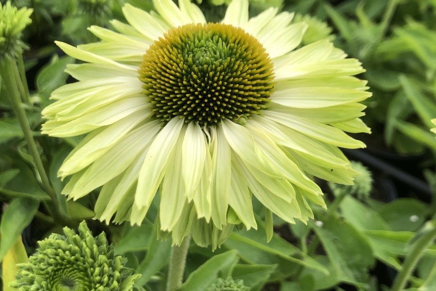 echinacea sunseekers collectie