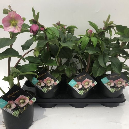 HELLEBORUS ORIENTALIS SPRING PROMISE COLLECTIE