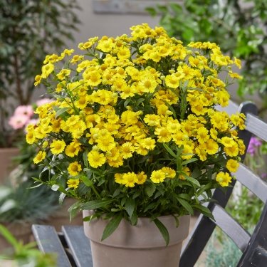 tuincentrum