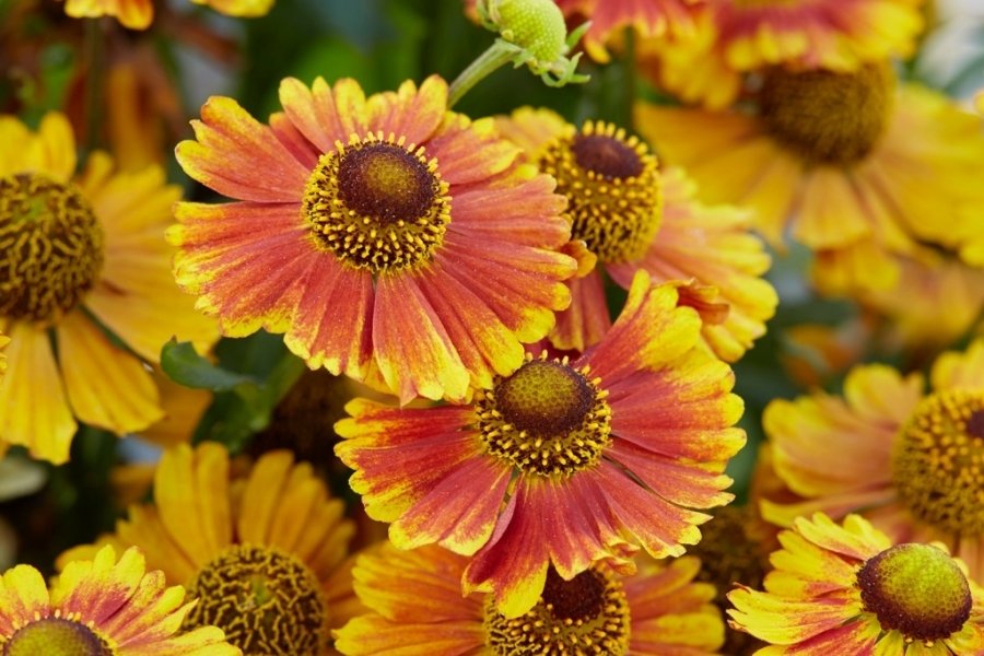 Helenium