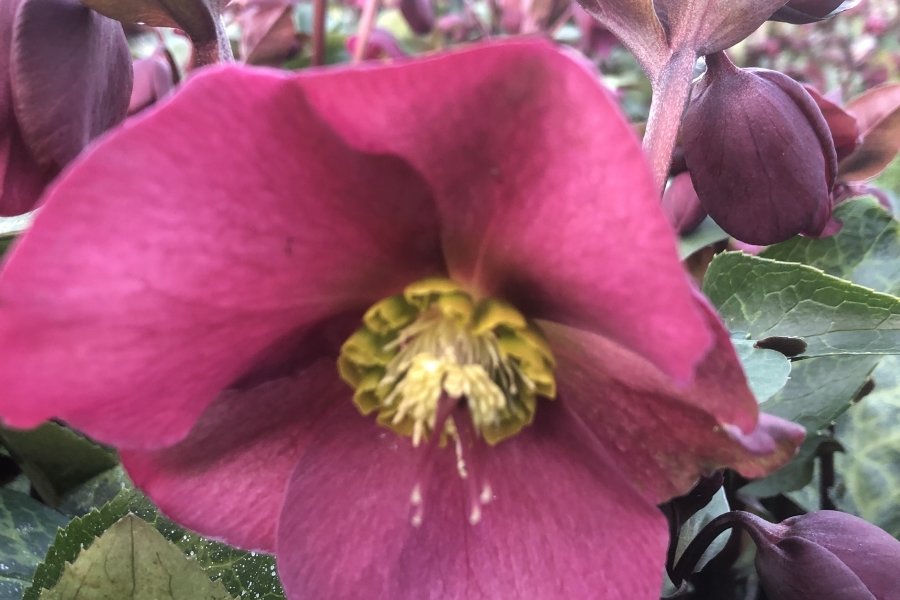 HELLEBORUS FROSTKISS COLLECTIE