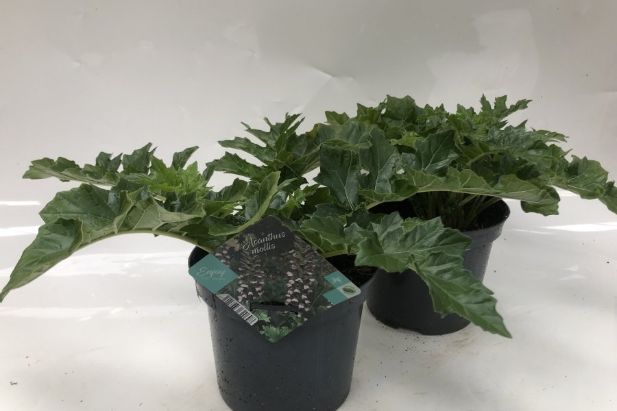 ACANTHUS MOLLIS ( = berenklauw )
