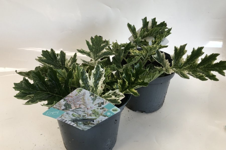 ACANTHUS MOLLIS ( = berenklauw )