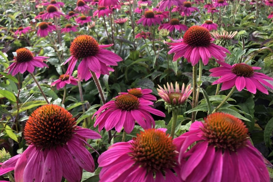 ECHINACEA PURPUREA POWWOW ( = ZONNEHOED