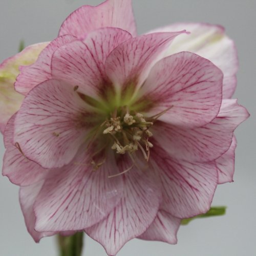 helleborus  SP lilly ( lenteroos