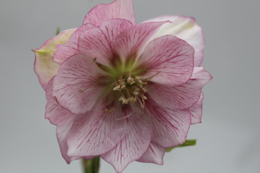 helleborus SP lilly ( lenteroos