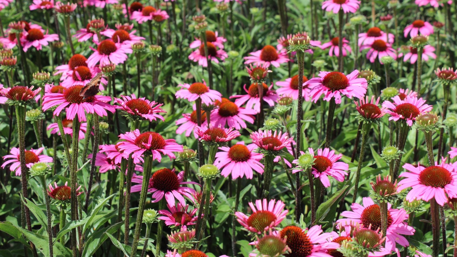 Biodiversiteit in het bedrijf 11