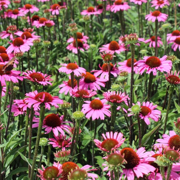 Biodiversiteit in het bedrijf