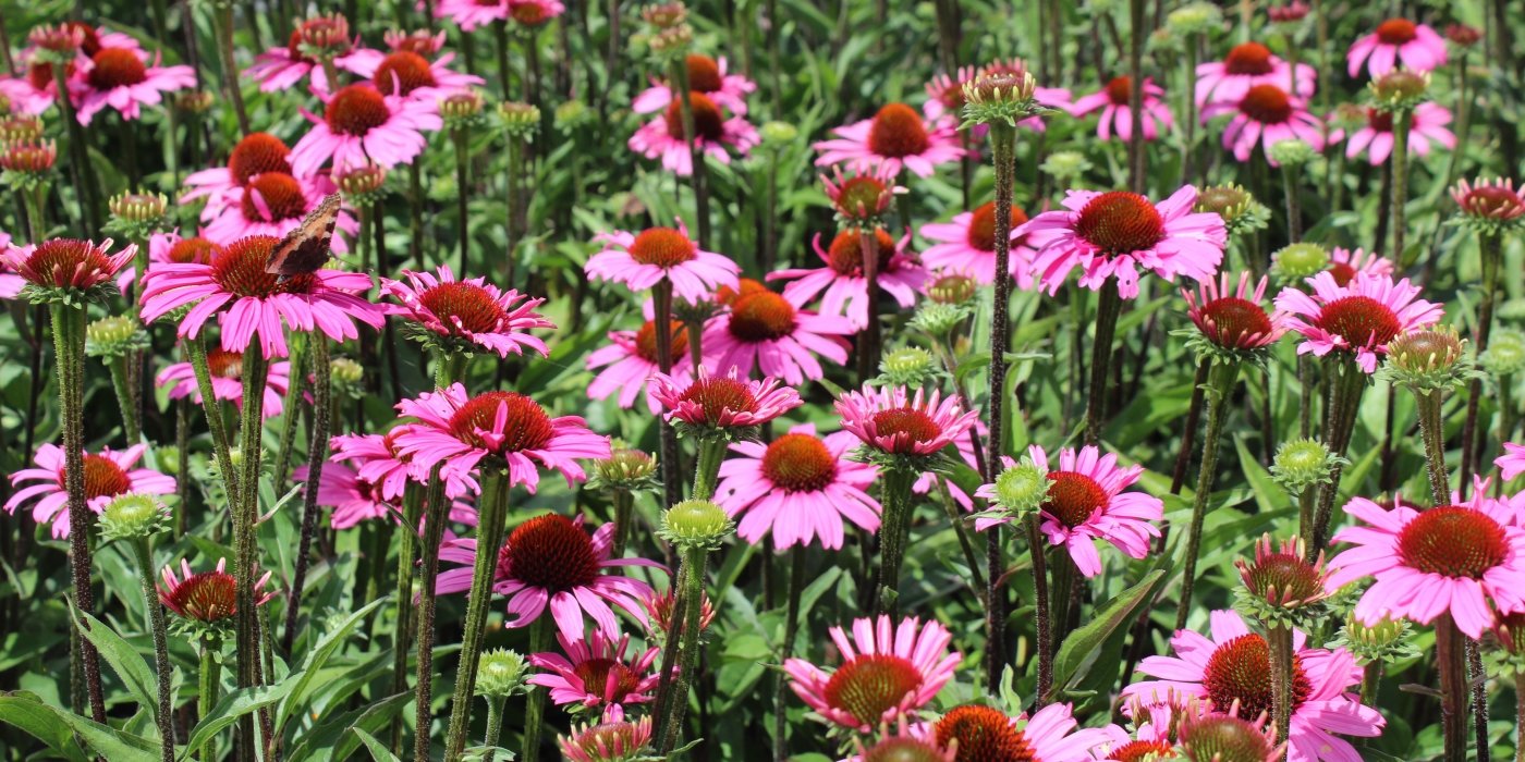 Biodiversiteit in het bedrijf