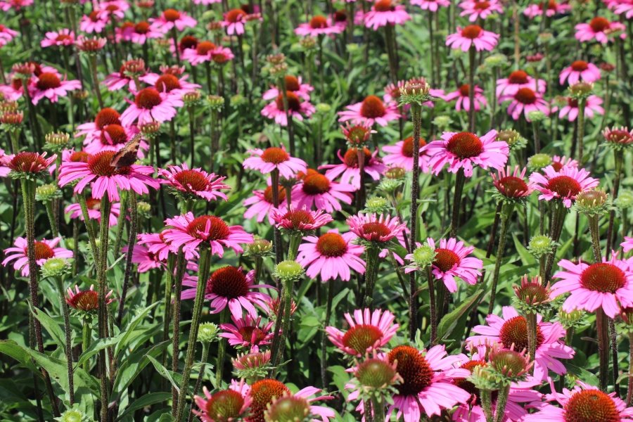 ECHINACEA PURPUREA POWWOW ( = ZONNEHOED
