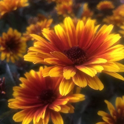 heliopsis