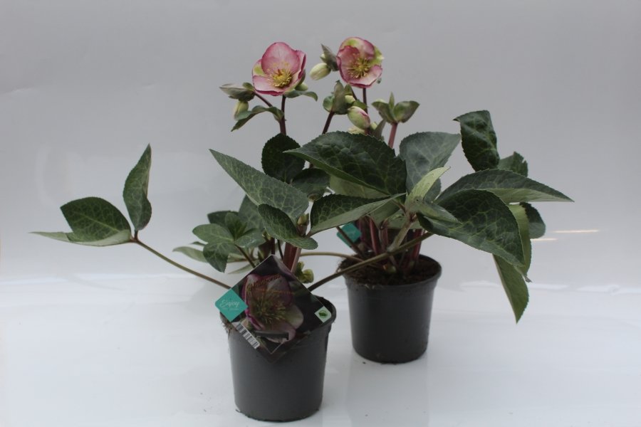 helleborus frostkiss