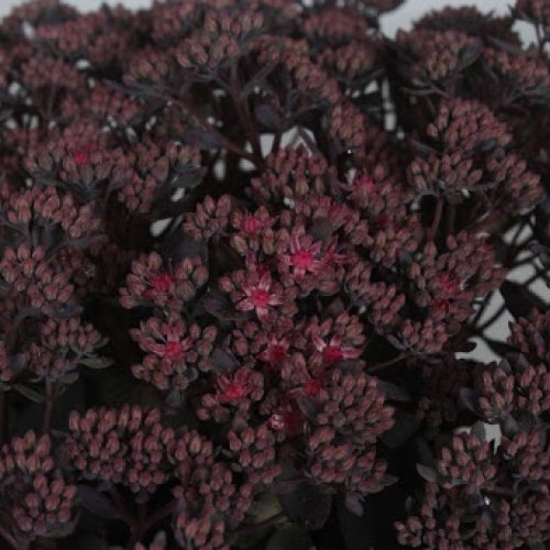 sedum hybride