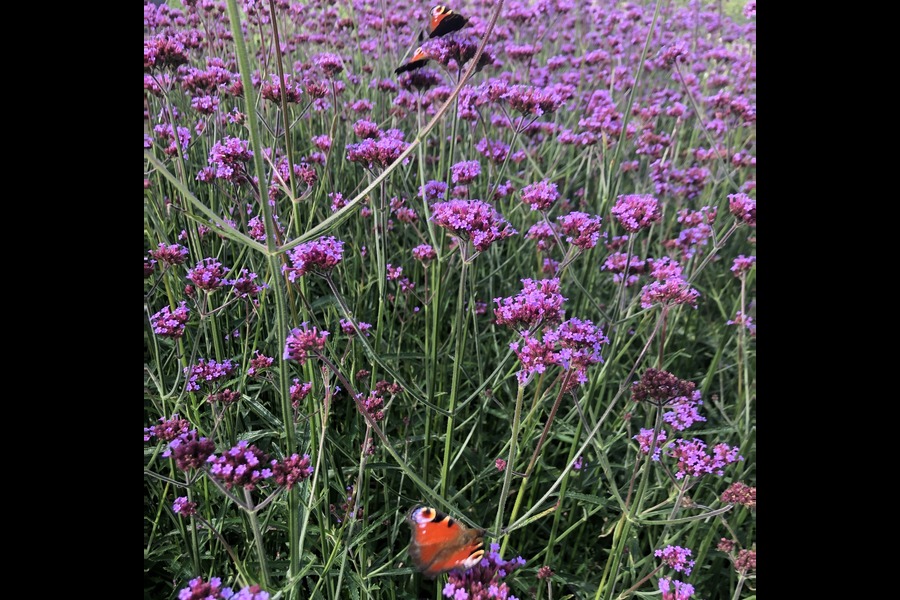 Verbena bonarinsis