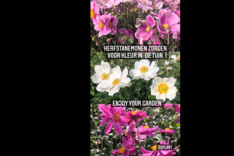 Anemone hybrida